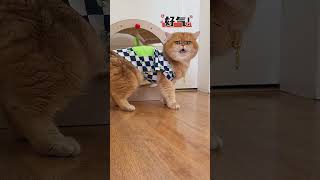 元宝: 都怨你！ #cat #pets #cute #也太可爱了吧