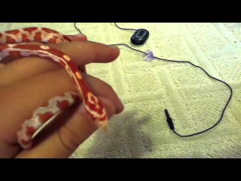 geckos for sale New addition and other stuff