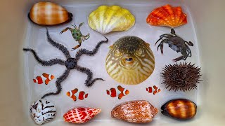 Finding hermit crab and sea crab, ornamental fish, conch, seashell, clam, clown fish, puffer fish