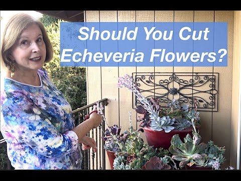 Vídeo: Informació d'Echeveria 'Chroma': consells per cultivar suculentes de Chroma Echeveria