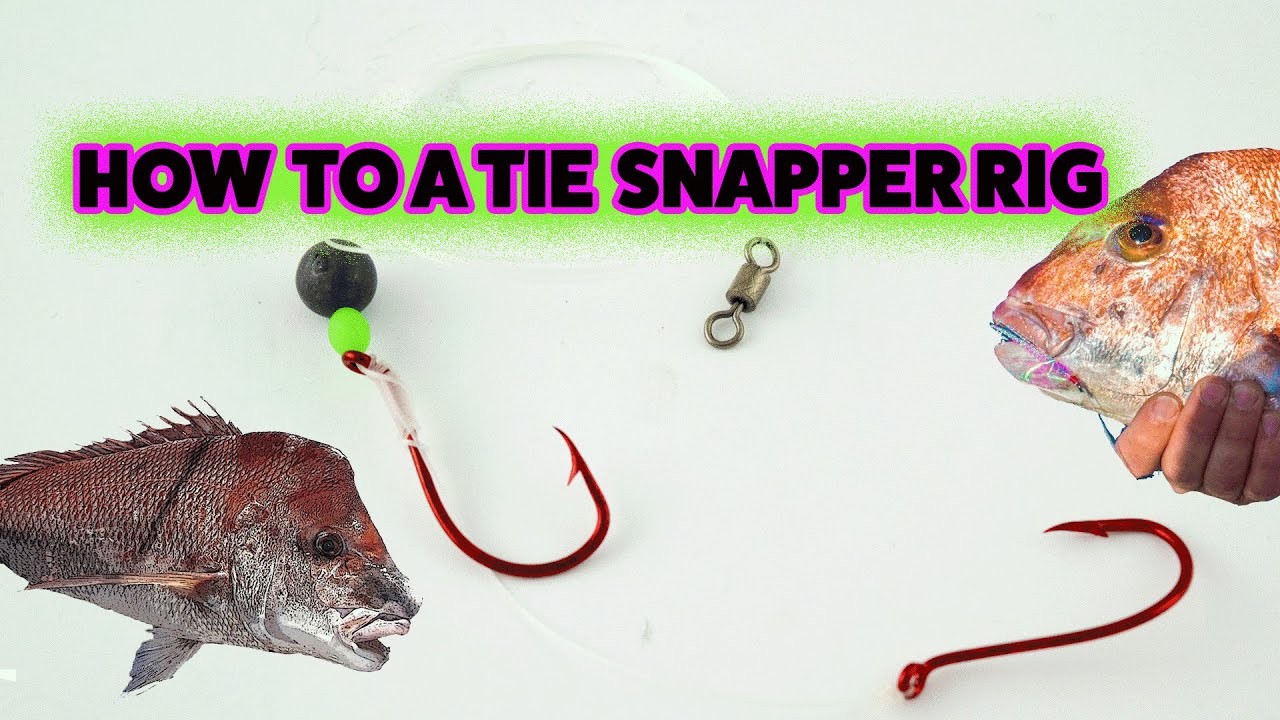 7 Best Bait for Snapper Fishing 