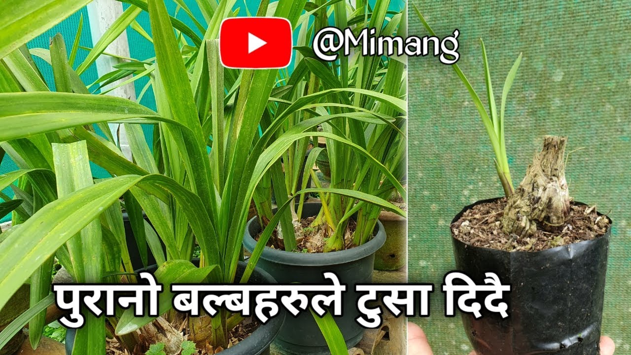 पुरानो बल्बहरुले टुसा दिदै / Mimang Vlog //