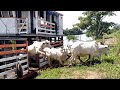 Como é Feito o Desembarque de Gado na Várzea da Região Norte do Brasil