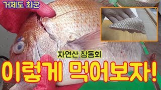 참돔마스까와 오돌토돌!! 참돔? 맛있다? 재밌다? 그래서 마시따와? 마스까와? ㅋㅋ