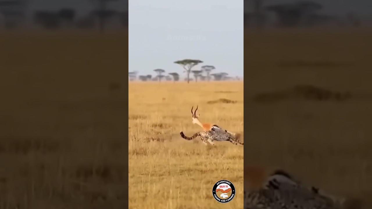 Гепард быстро передвигается, чтобы поймать пищу.