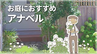 アナベルの育て方や特徴を紹介するアニメ【庭植物編-10】2021リメイク動画