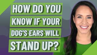 How do you know if your dog's ears will stand up?