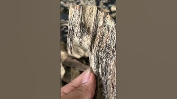 Nhìn giao diện có thể đoán năm tuổi? #tramhuongtunhien