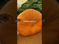 اكبر ثمرة قرع في الشرق الاوسط 326 كيلو قابله للزياده قرع القصيم زراعة القرع 
