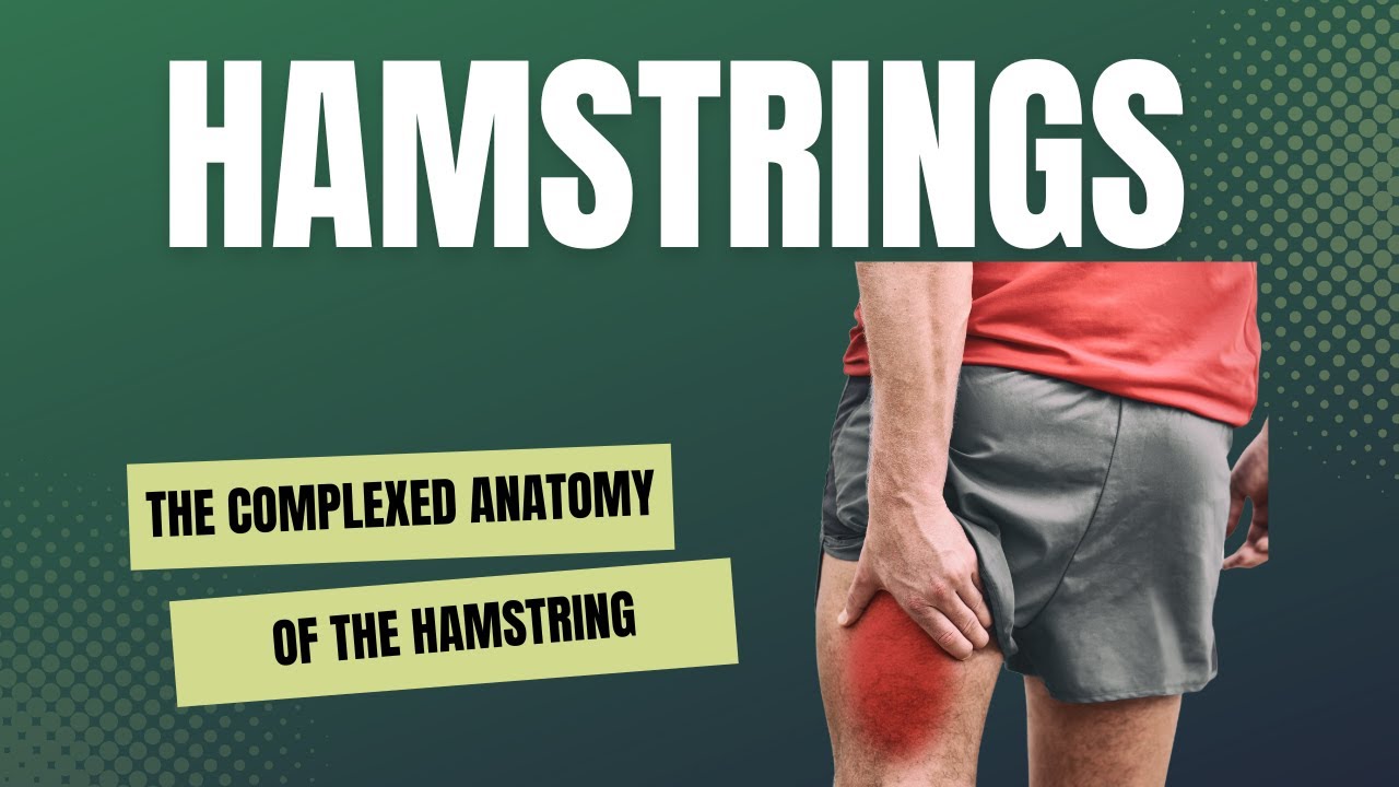 physiotherapy exercises The complexed anatomy of the hamstring