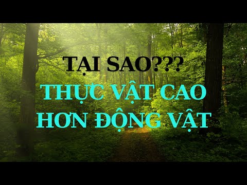 Video: Plastids có thể có màu gì trong thực vật