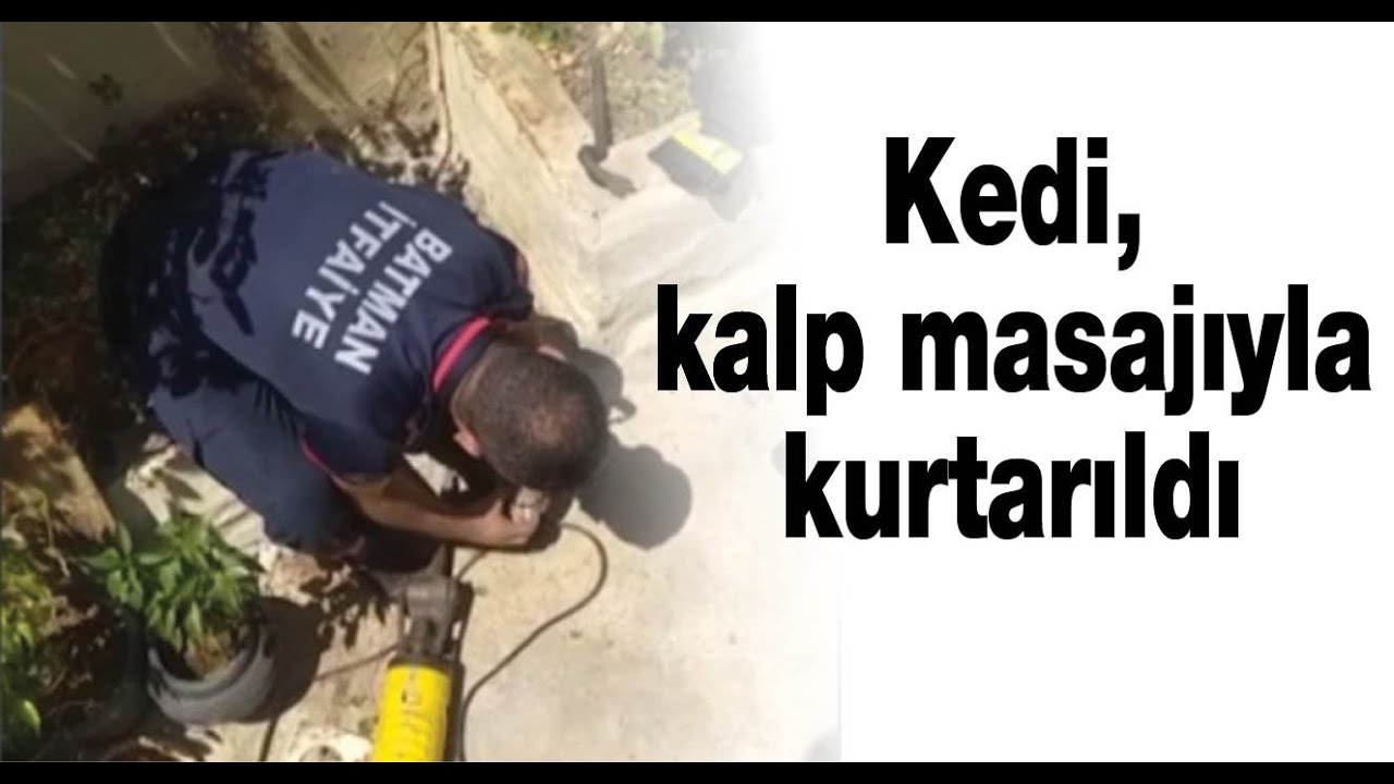 Kedi, kalp masajıyla kurtarıldı