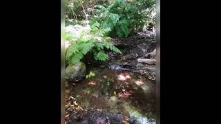 Canarias (Canary Islands) Bosque encantado. Trip to La Gomera, Tenerife, El Hierro, La Palma.