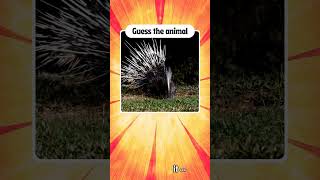 Test your wildlife knowledge | Guess the animal -8