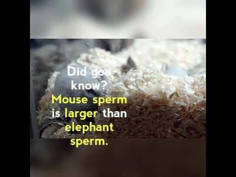 Whose sperm is larger than elephants sperm?#Short #Youtube - YouTube