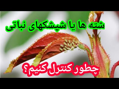 تصویری: کرم شاخ گوجه فرنگی: چگونه از شر کرم گوجه فرنگی خلاص شویم