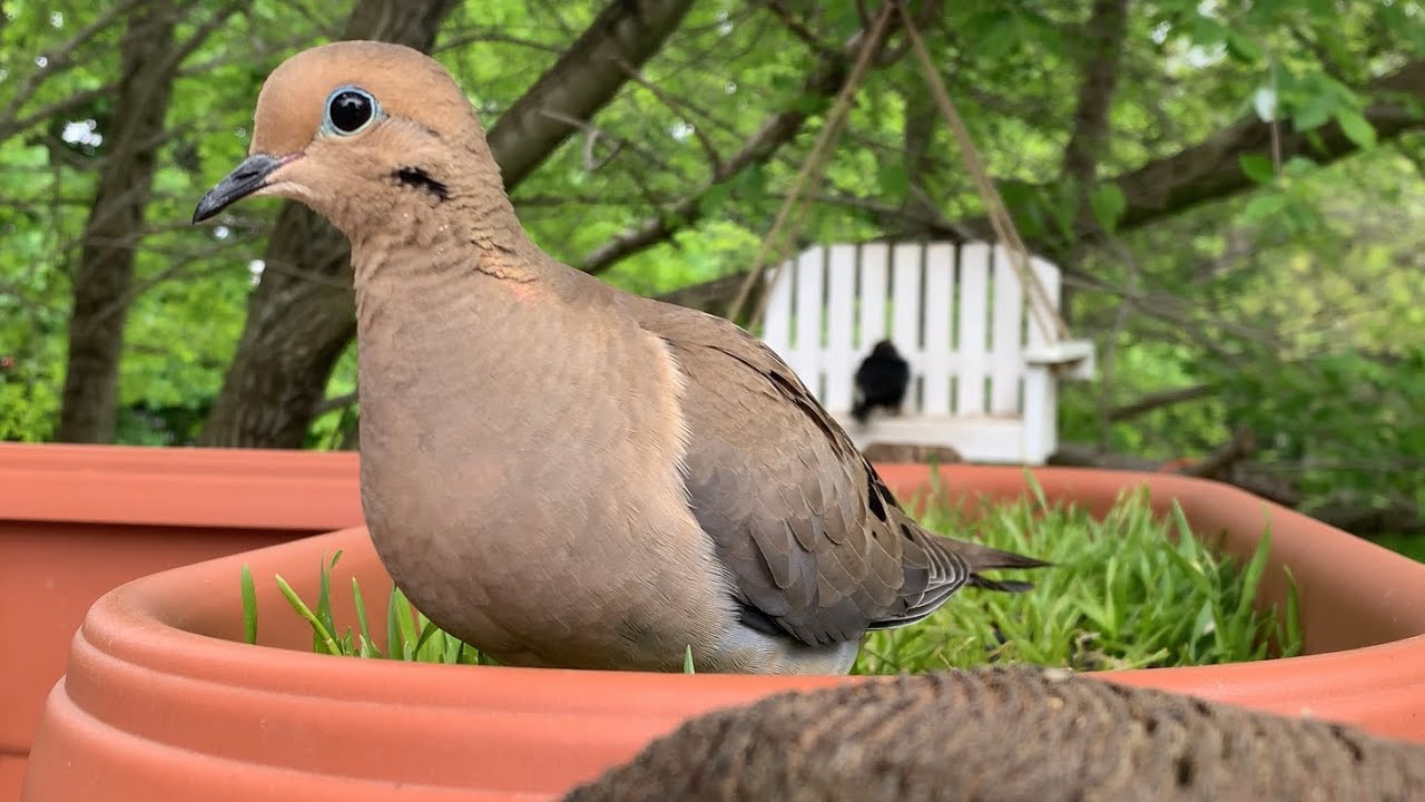Backyard Bird Feeder Cam 05/03/2023 YouTube