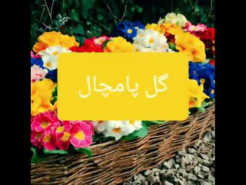 قطعه گل پامچال محلی گیلکی