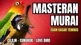 Masteran Murai Batu Isian Kasar Suara Tembus | Masteran Murai Batu Tembakan Kasar