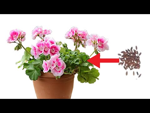 زراعة نبتة الجيرانيوم من البذور الموجودة فى نفس النبتة نباتات جيرانيوم بدون ما تخسر ولا قرش