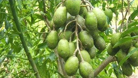 cách , mẹo làm cho cây cóc ra trái .