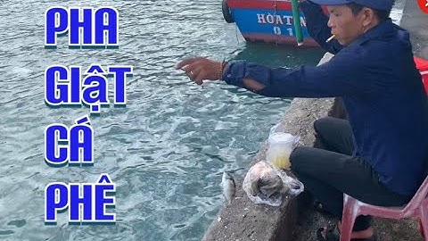 Câu Cá Biển | Những Pha Giật Cá Của Cần Thủ Trên Cảng Đại Lãnh Phê Như Con Tê Tê