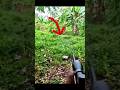 Охота на кабана с одного выстрела | Идеальная точность#animals #wildlife #hunting