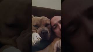 Καλοκαιρινές ασκήσεις με American Bully xl by Inside the Dog's Mind 2,349 views 1 year ago 1 minute, 40 seconds