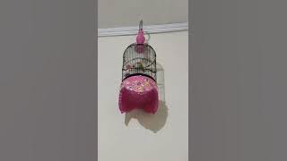 PLECI PAUD AJAR NEMBAK WIT WIT WIT NGALUN   CERR KUNTI-MOTOR #BERPLECINAMBUNGAN #PLEMANIAGA #shorts