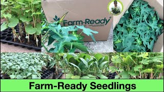 Quality Seedlings (Papaya, Eggplant, Tomato, Pepper, Grafted Bittergourd)- from Farm Ready Nursery.