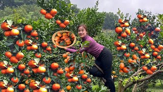 Harvesting ripe sugar oranges to sell at the market - cooking food for pigs - taking care of pets