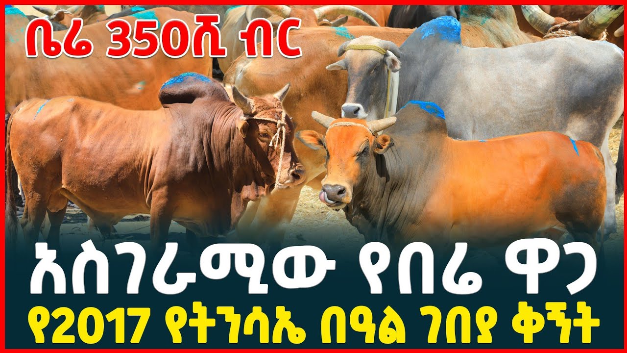 በሬ 350ሺ ብር | አስገራሚው የትንሳዔ በዓል ገበያ ቅኝት | Holiday market review | TIRITA BUSINESS REVIEW