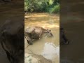 Cow is drinking #cow#buffalo#cows#animallife#babycow#cowdrinkingwater#animals#ani#beatifulnature