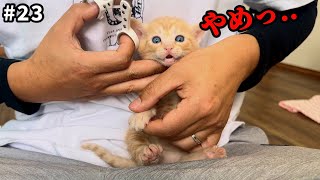 初めて爪を切られる子猫4兄妹