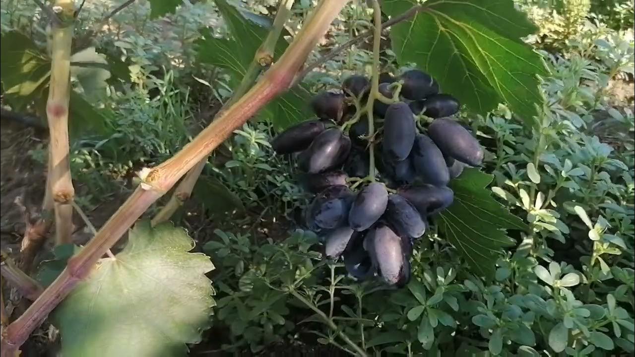 Виноград Днепровский сувенир. - YouTube