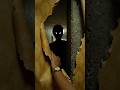 Real Ghost😱 #shorts #crazily #shortvideo #trending #viral #explore @MrBeast