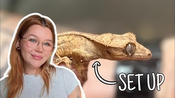 Baby CRESTED GECKO Set Up | 2025