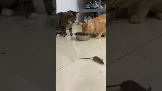 Kitchen Commotion A Mouse Tries To Join The Cats Dinner Club