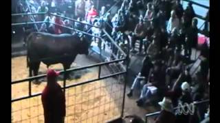 Angus bull sold for record price