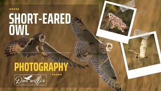 PHOTOGRAPHING SHORT EARED OWLS
