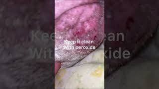 How to properly heal your dogs chin acne that’s infected at home