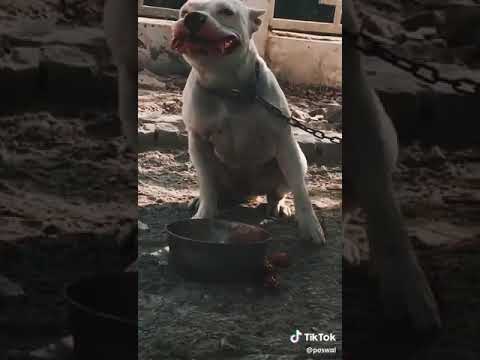 pitbull-dog-eat-non-veg-desi-song-khatarnak-dog//filter-shot)-#rajputanavines