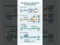 How Your Computer Finds You: The ARP Protocol Explained #networkdiscovery #betagrowthtech