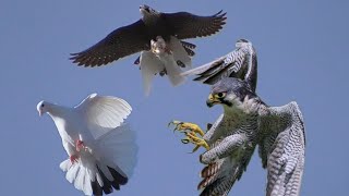 Сокол Сапсан атакует ловит голубей. Falcon Peregrine attacks catches pigeons