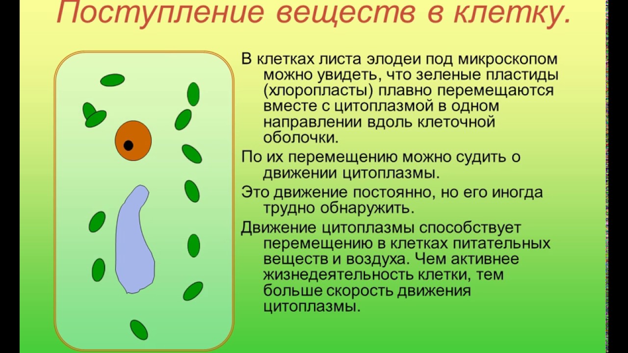 Полость в цитоплазме клетки 7 букв. Движение цитоплазмы поступление веществ в клетку. Биология жизнедеятельность клетки. Жизнедеятельность клетки поступление веществ в клетку. Процессы жизнедеятельности клетки биология.