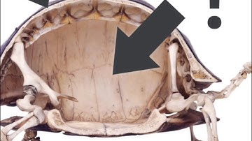 Could a turtle live outside its shell?