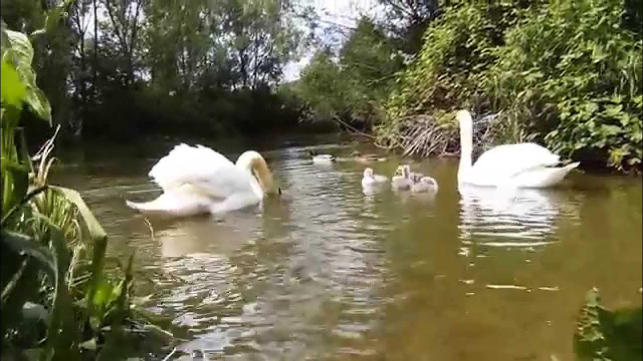 крапива из сказки. крапиве лебеде песня. крапива сказка андерсена. крапиве лебеде песня. крапиве лебеде песня.
