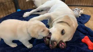Lab Puppies play and learn - Aunt Sadie gives them lessons!  So cute :)