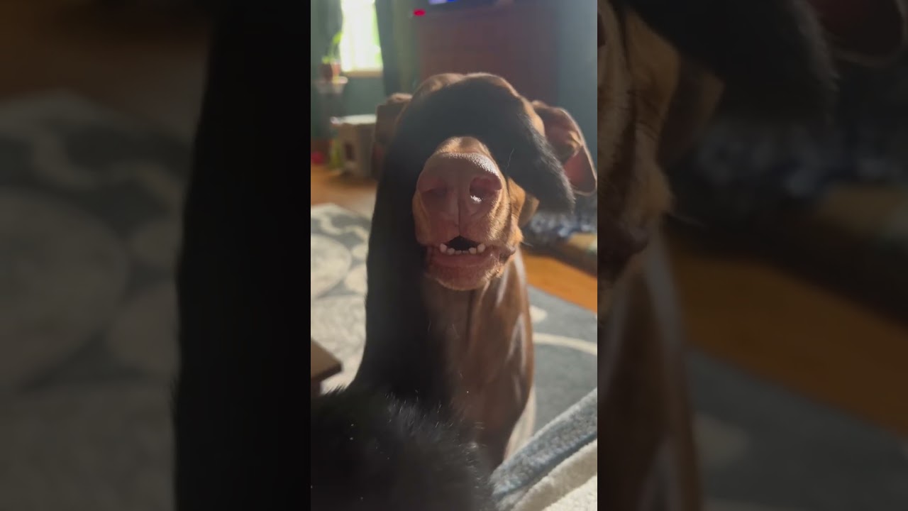 Weird Puppy #Funny #Cute #Dog #Trending #ForYou