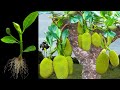 How to growing jackfruit in orange to many jackfruit tree grafting jackfruit tree